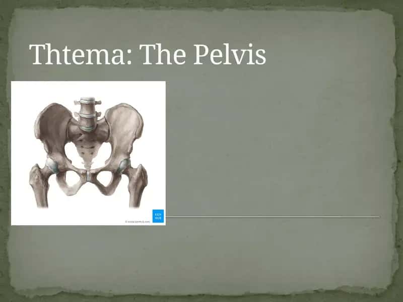 The Pelvis