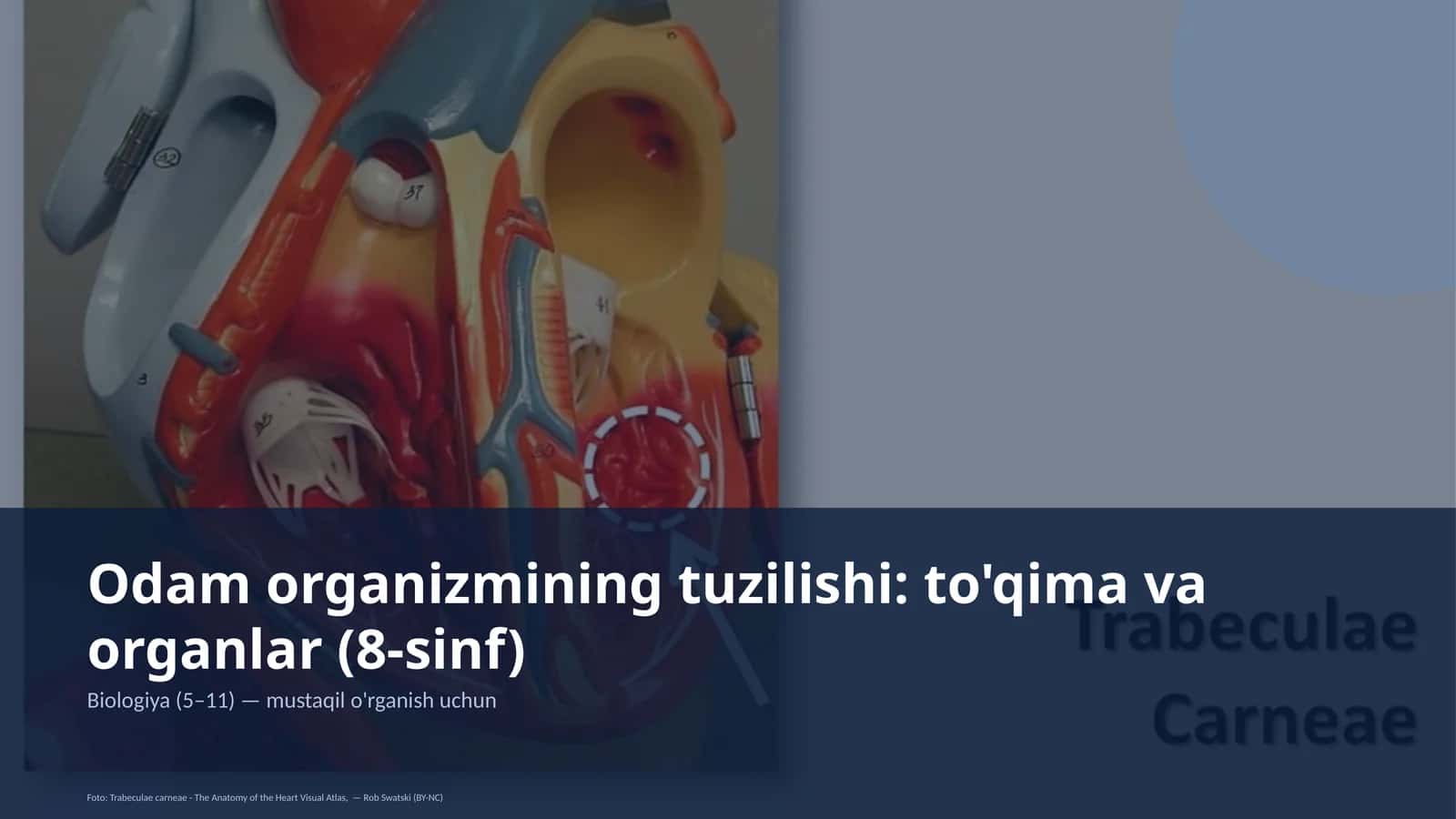 Odam organizmining tuzilishi: to'qima va organlar (8-sinf)