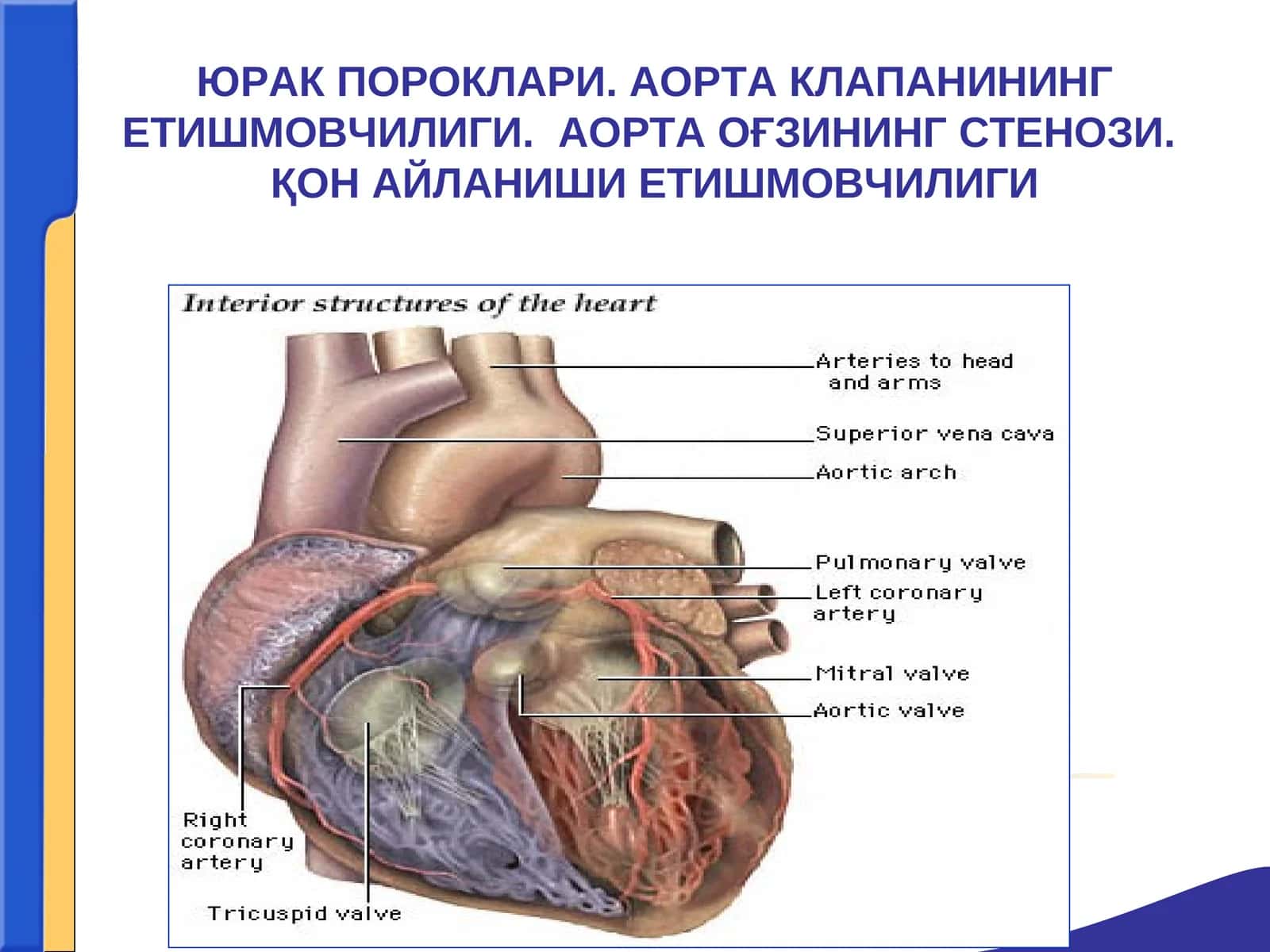ЮРАК ПОРОКЛАРИ. АОРТА КЛАПАНИНИНГЕТИШМОВЧИЛИГИ.АОРТА ОҒЗИНИНГ СТЕНОЗИ.ҚОН АЙЛАНИШИ ЕТИШМОВЧИЛИГИ