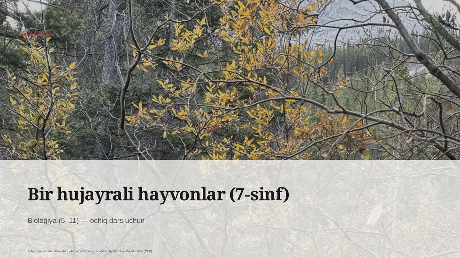 Bir hujayrali hayvonlar (7-sinf)