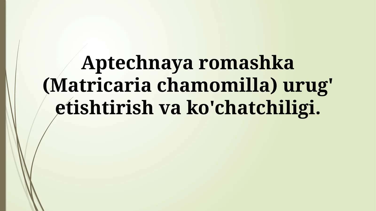 Aptechnaya romashka (Matricaria chamomilla) urug' etishtirish vako'chatchiligi
