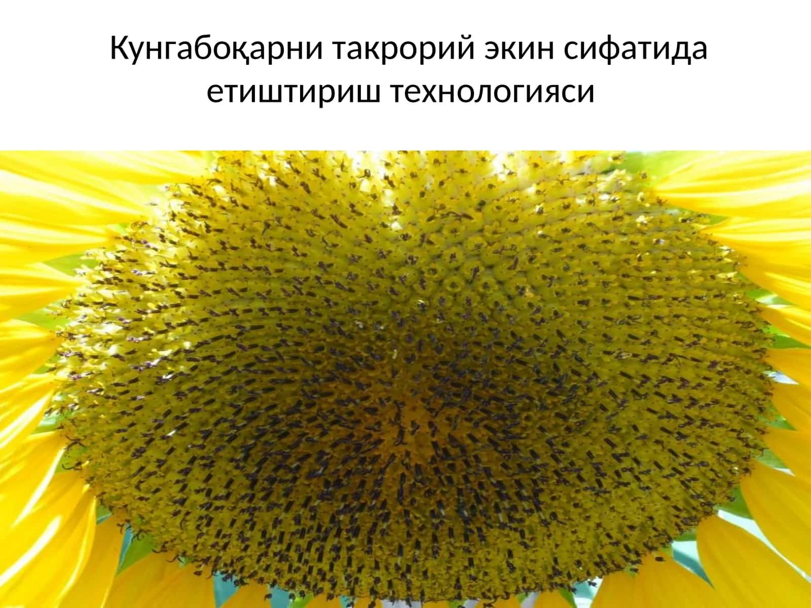 Кунгабоқарни такрорий экин сифатида етиштириш технологияси