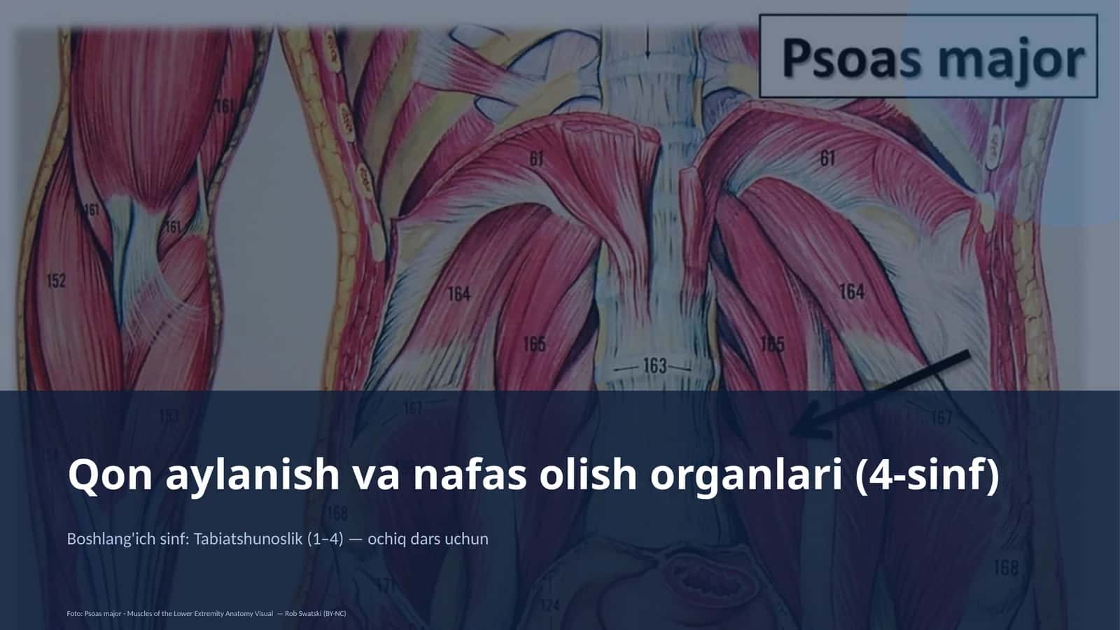Qon aylanish va nafas olish organlari (4-sinf)
