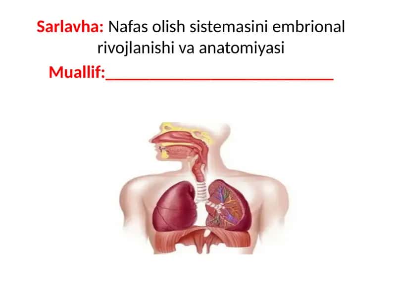 Nafasolish sistemasini embrional rivojlanishi va anatomiyasi