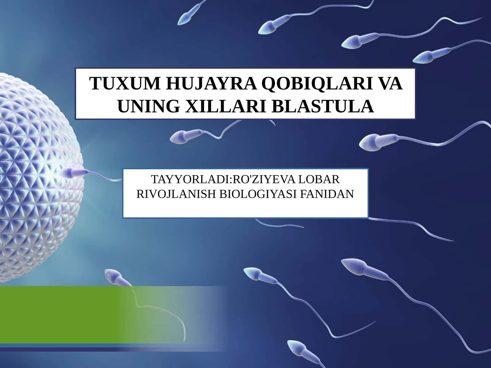 TUXUM HUJAYRA QOBIQLARI VA UNING XILLARI BLASTULA