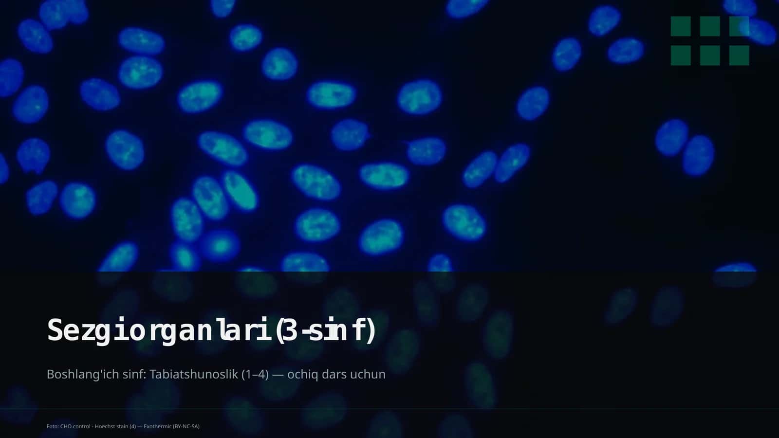 Sezgi Organlari (3-sinf)