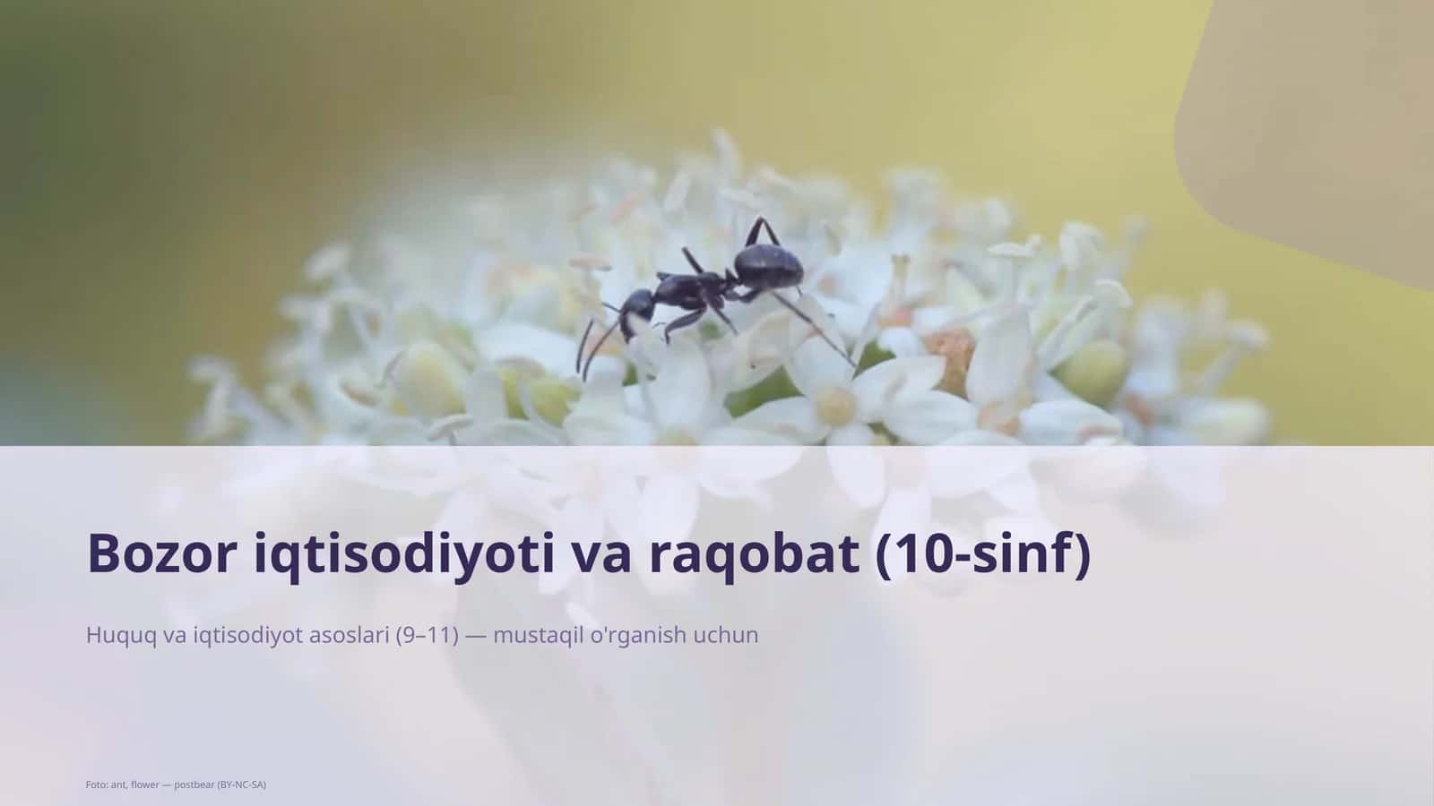 Bozor iqtisodiyoti va raqobat (10-sinf)