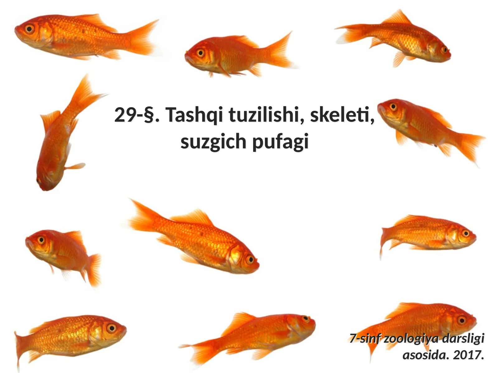 7-sinf Zoologiya Baliqlarning tashqi tuzilishi, skeleti, suzgich pufagi dars ishlanmasi