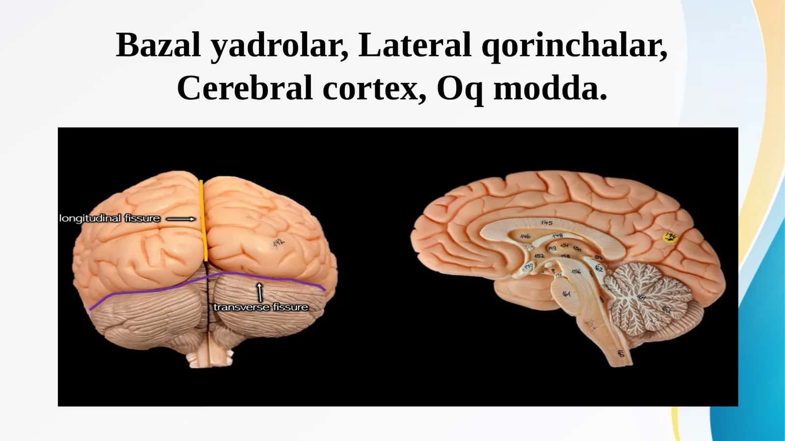 Bazal yadrolar, Lateral qorinchalar, Cerebral cortex, Oq modda