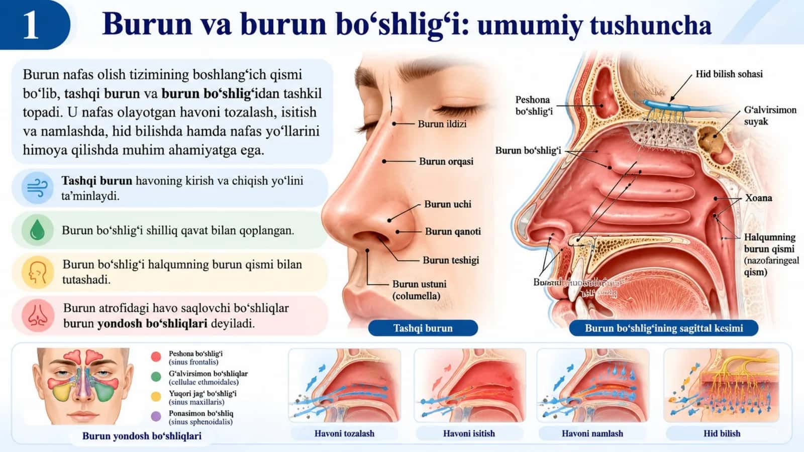 Burun va burun bo‘shlig‘i anatomiyasi — 15 slaydlik professional tibbiy taqdimot