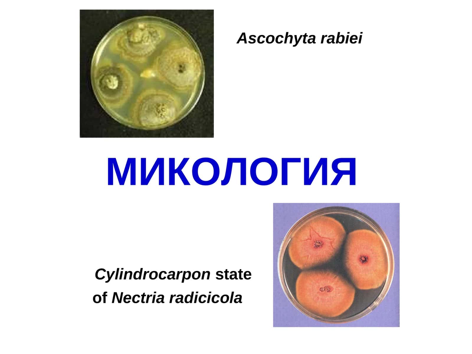 Замбуруғлар ва замбуруғсимон организмларнинг дунёлари, биологияси ва тузилиши