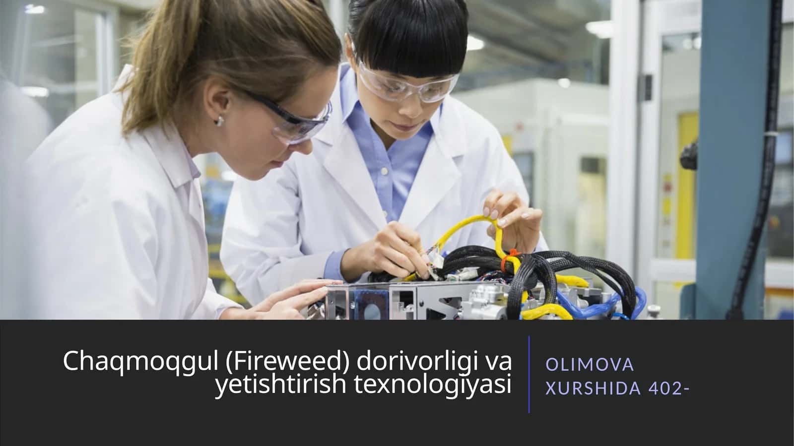Chaqmoqgul (Fireweed) dorivorligi va yetishtirish texnologiyasi