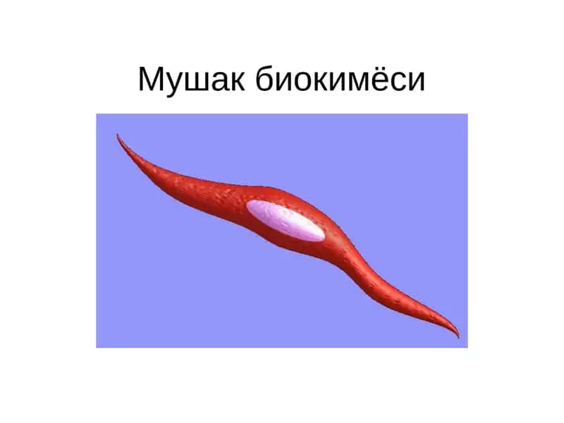 Мушак биокимёси