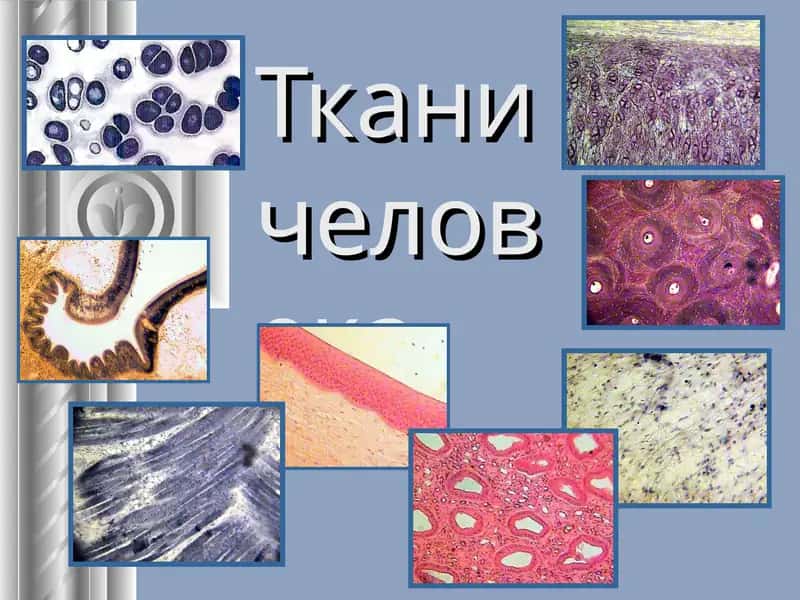 Тканичеловека, ЭРИТРОЦИТ, Нейрон
