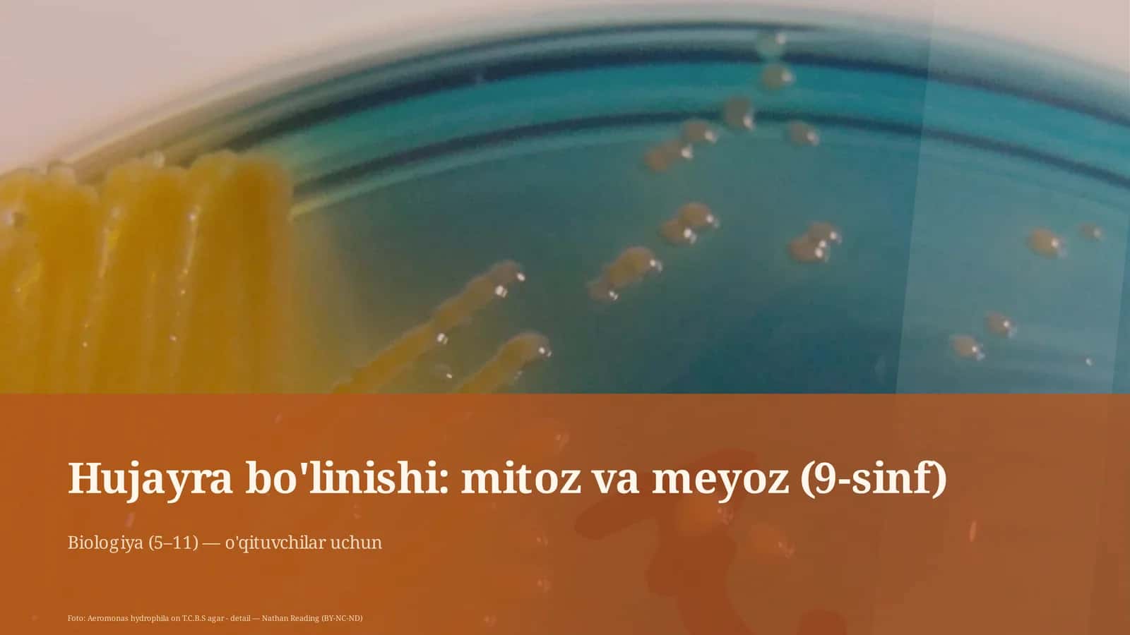 Hujayra bo'linishi: mitoz va meyoz (9-sinf)