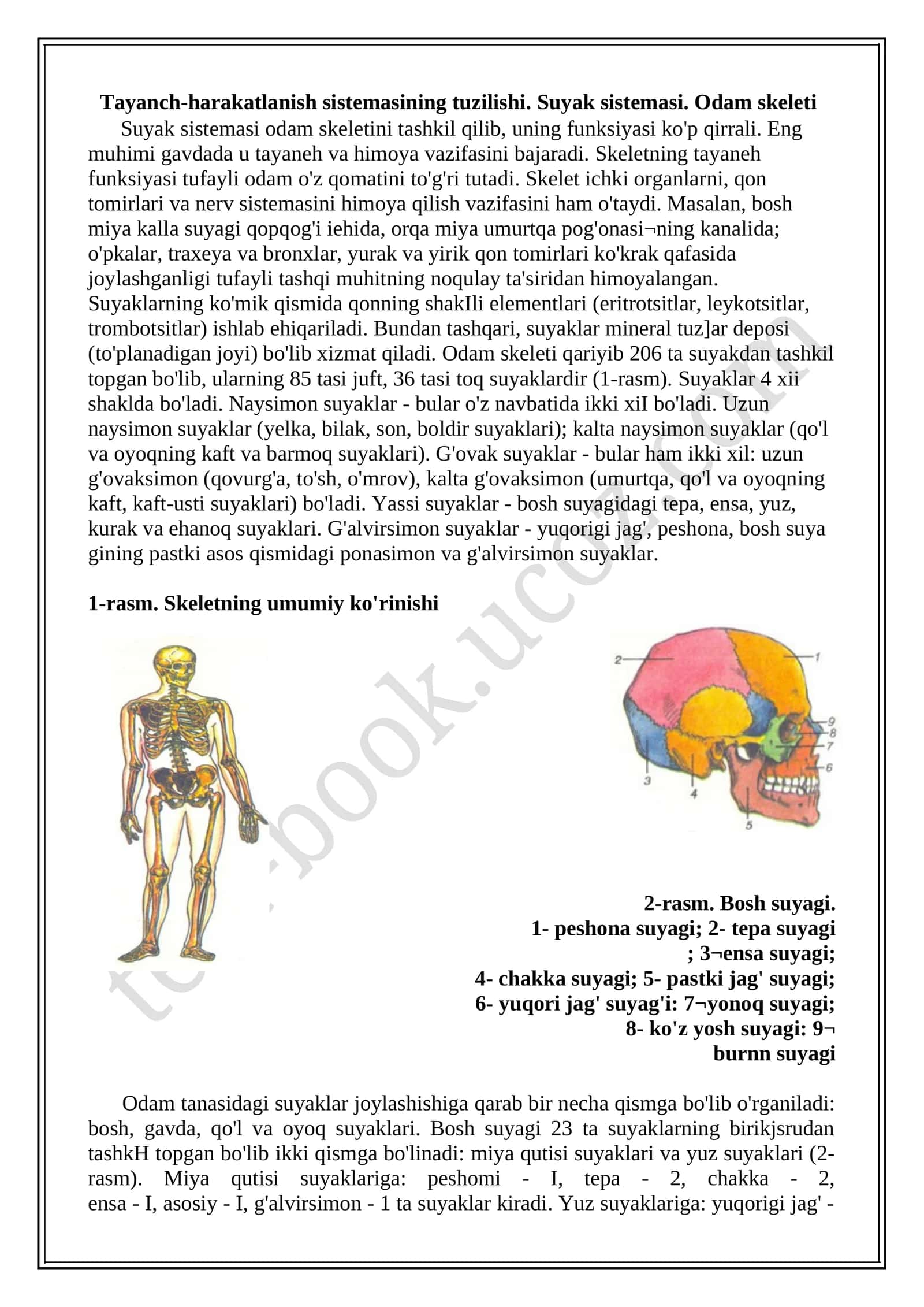Tayanch-harakatlanish sistemasining tuzilishi. Suyak sistemasi. Odam skeleti