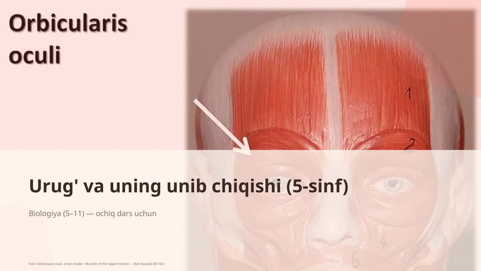 Urug' va uning unib chiqishi (5-sinf)