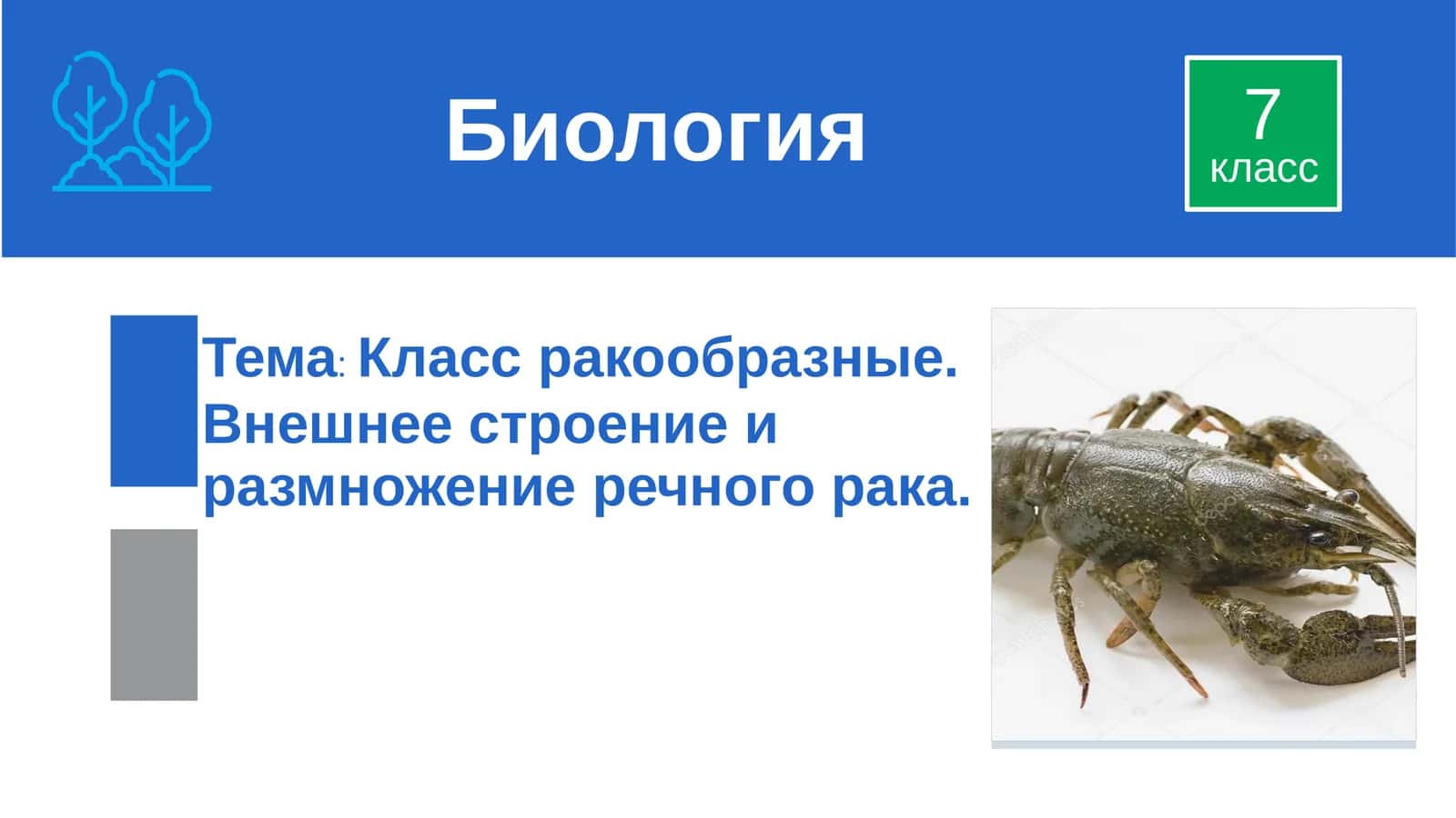 Класс ракообразные