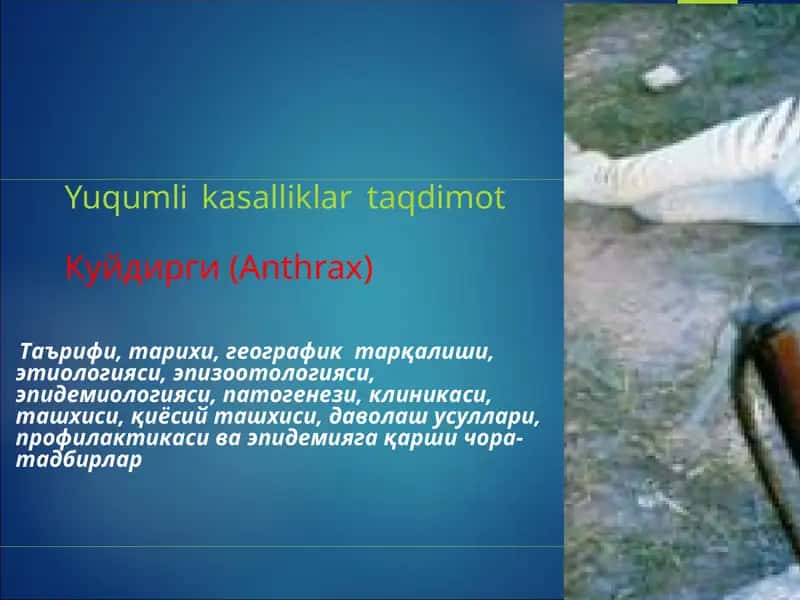 Kuydirgi