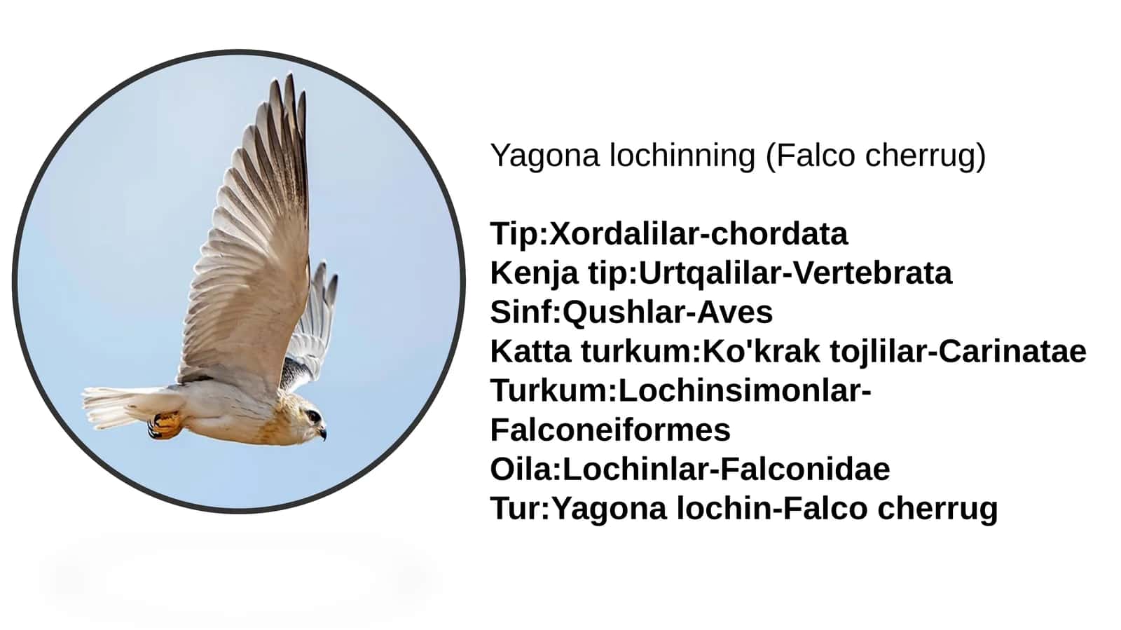 Yagonalochin (Falco cherrug)