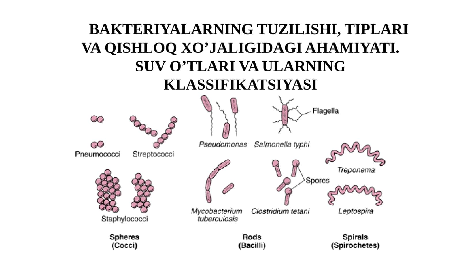 BAKTERIYALARNING TUZILISHI, TIPLARI VA QISHLOQ XO’JALIGIDAGI AHAMIYATI. SUV O’TLARI VA ULARNING KLASSIFIKATSIYASI