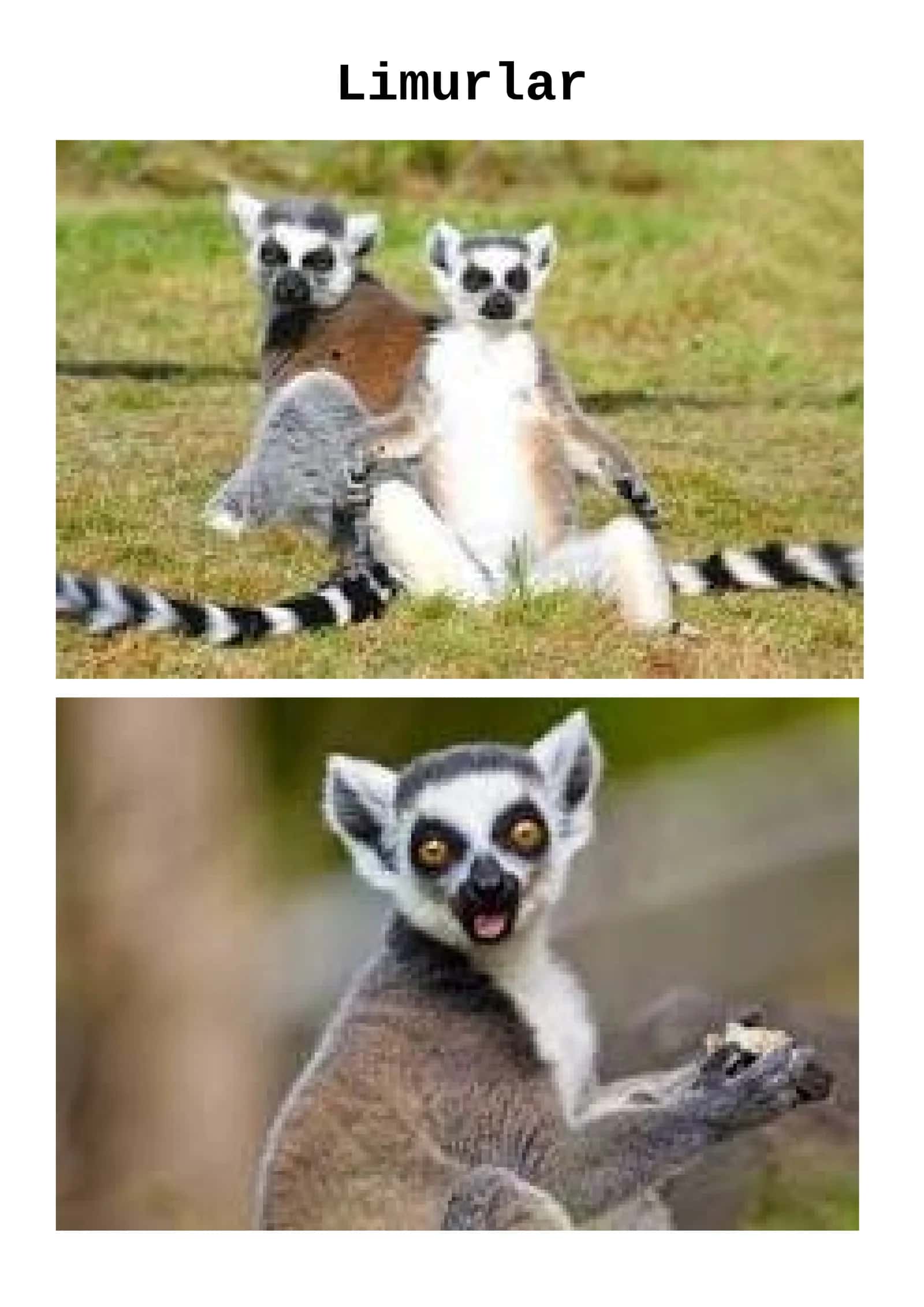 Limurlar