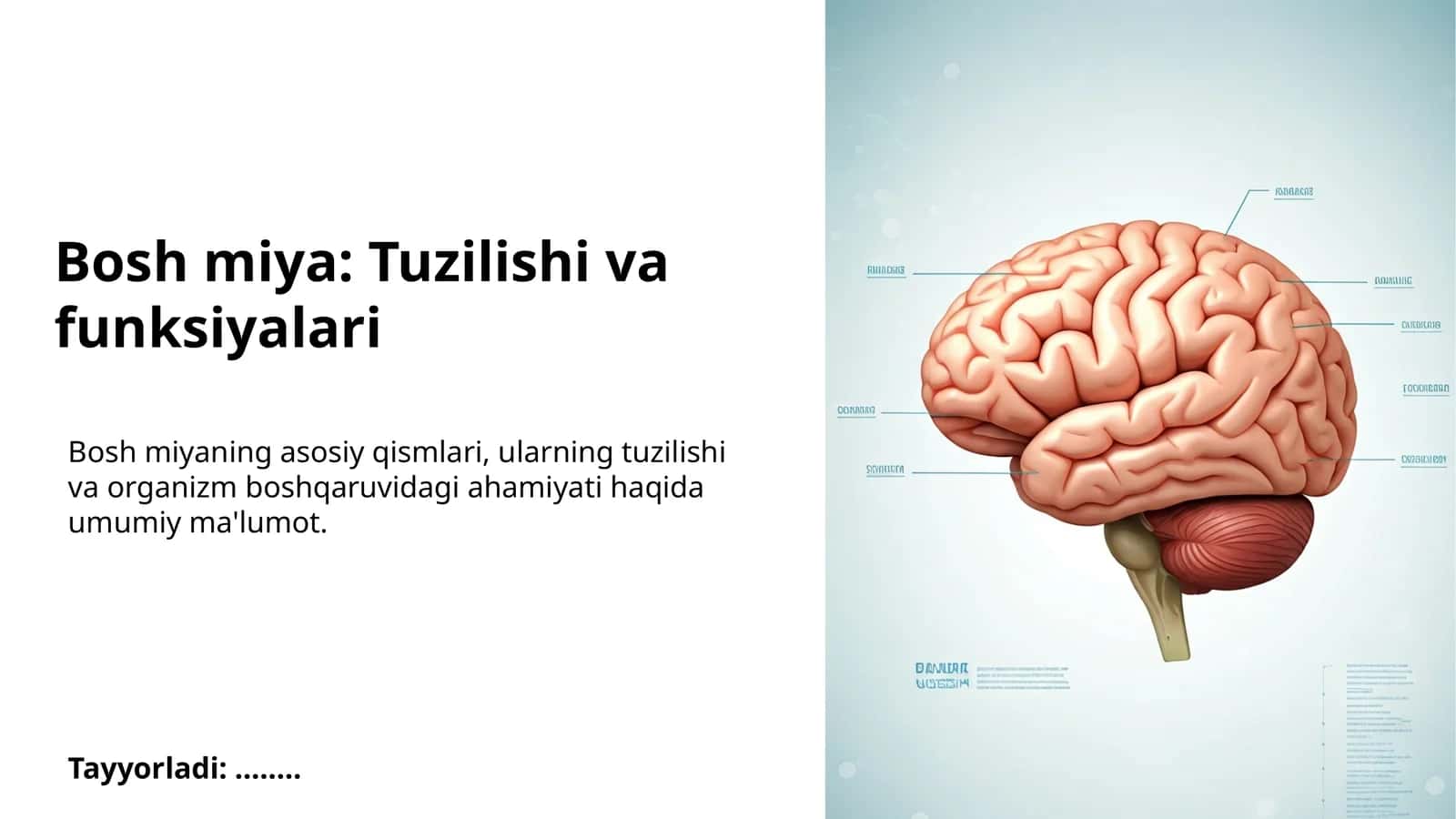Bosh miya: Tuzilishi va funksiyalari