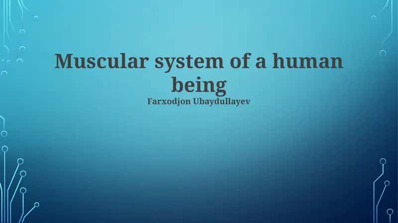 Muscular system of a human being