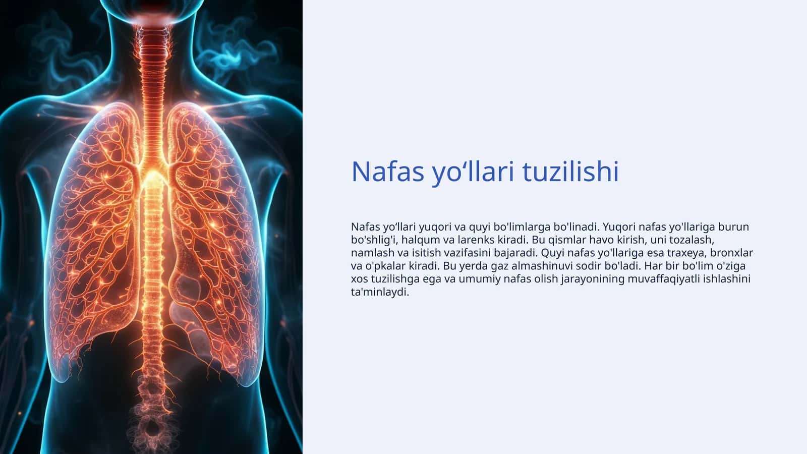 Nafas yoʻllari tuzilishi