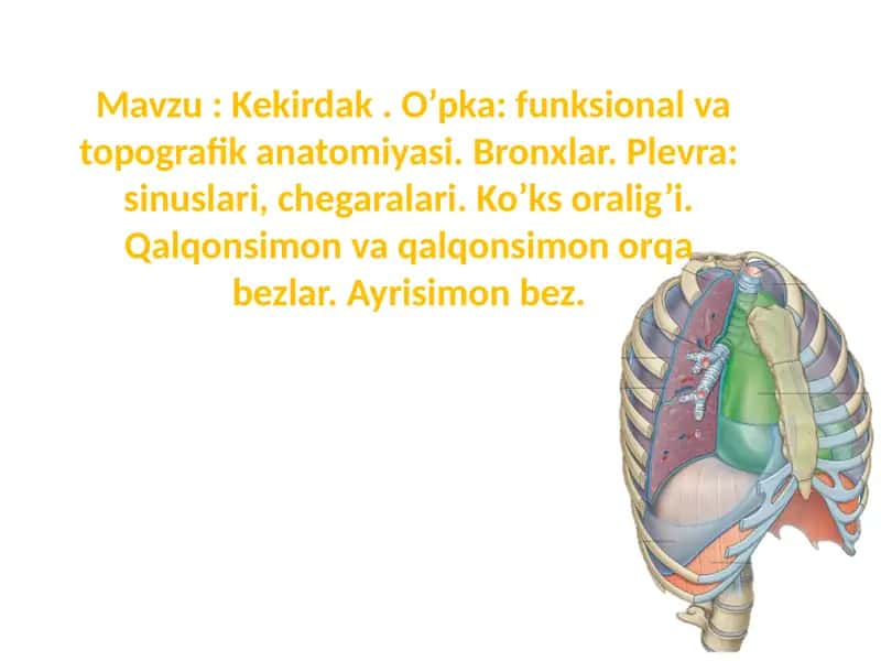 Kekirdak . O’pka: funksional va topografik anatomiyasi. Bronxlar. Plevra: sinuslari, chegaralari. Ko’ks oralig’i. Qalqonsimon va qalqonsimon orqa bezlar. Ayrisimon bez.