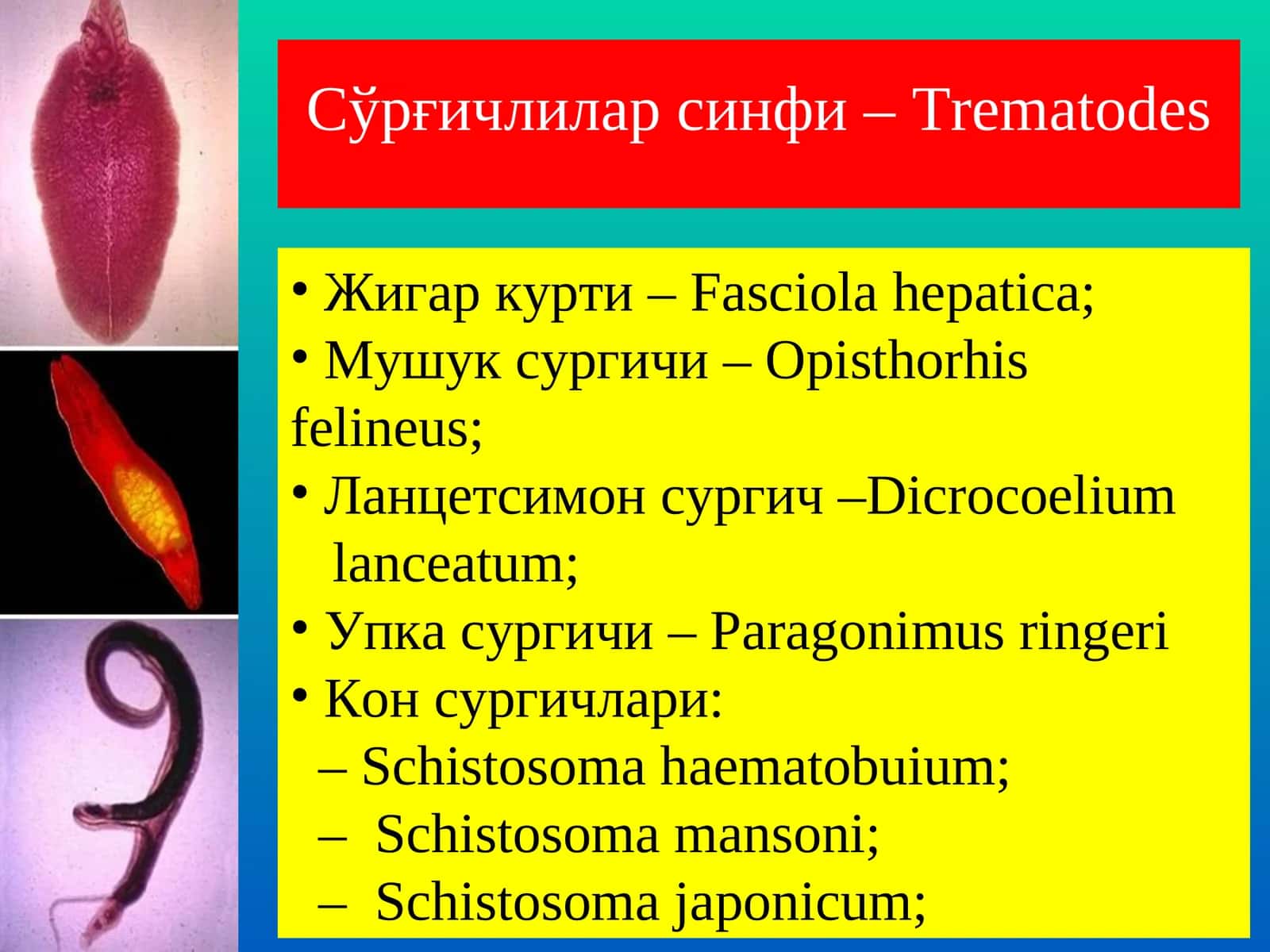 Сўрғичлилар синфи –Trematodes