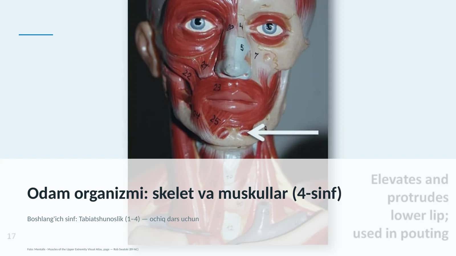 Odam organizmi: skelet va muskullar (4-sinf)