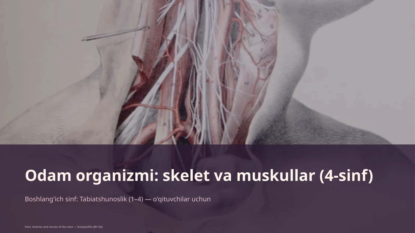 Odam organizmi: skelet va muskullar (4-sinf)