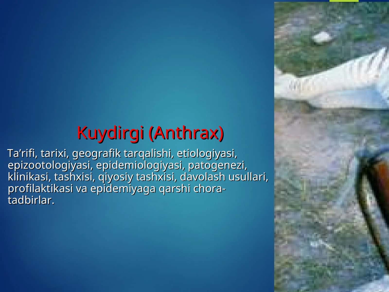 Kuydirgi (Anthrax)