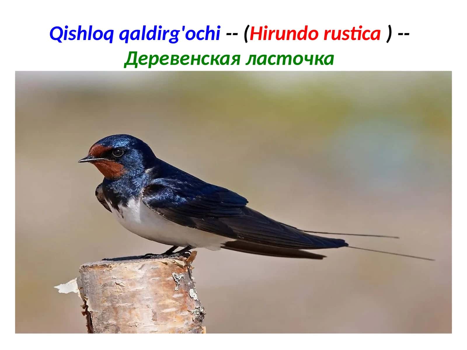 Qishloqqaldirg'ochi