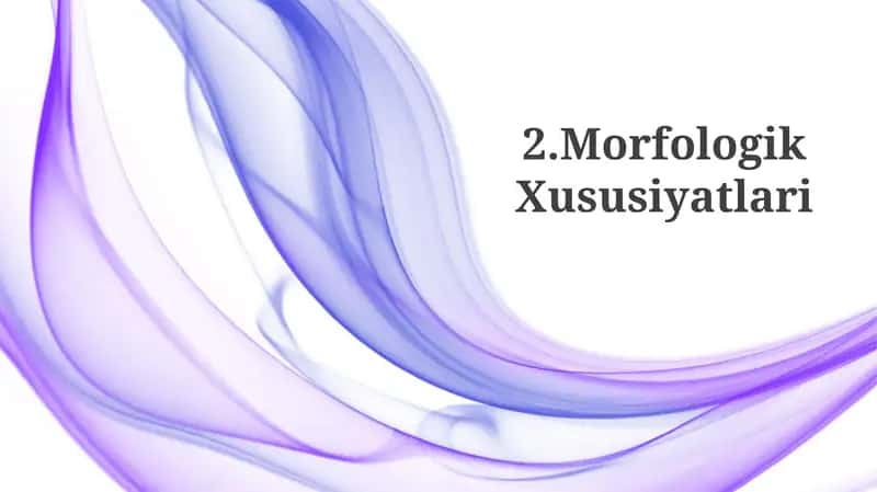 Morfologik Xususiyatlari