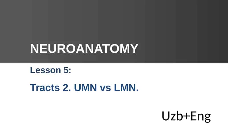 Mavzu 5: Traklar 2. UMN vs LMN. NEYROANATOMIYA