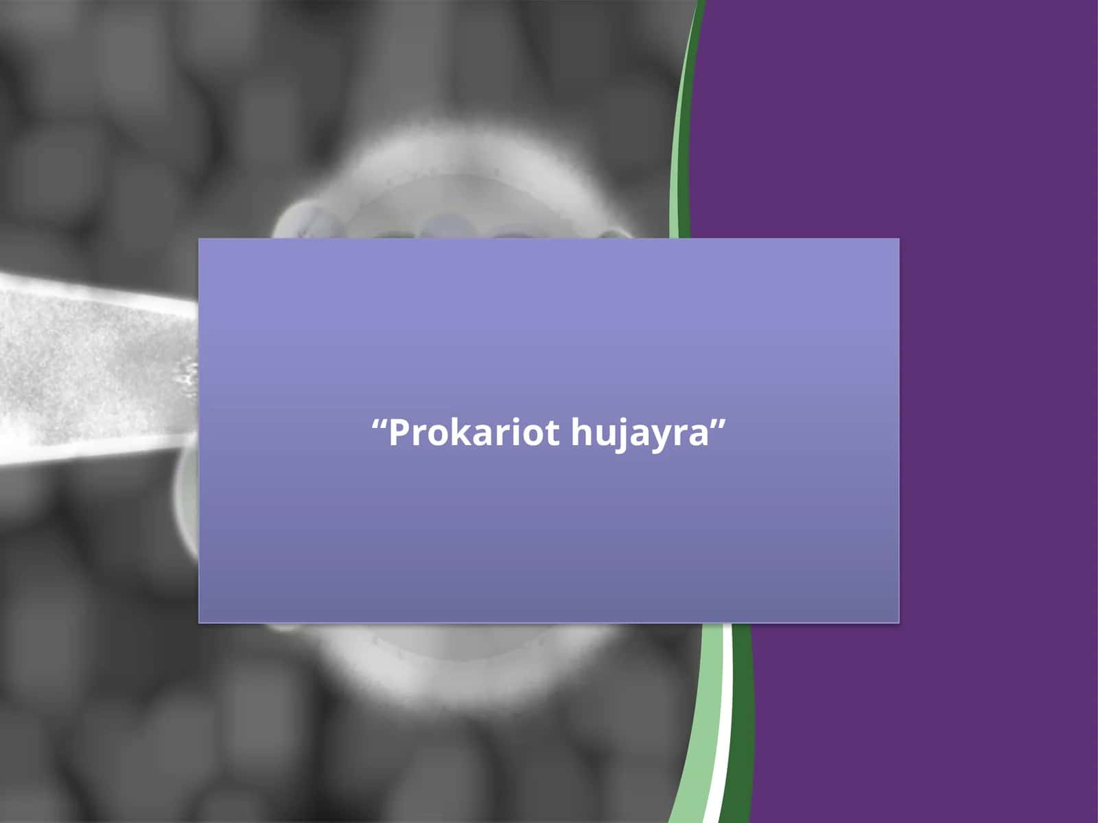 Prokariothujayra