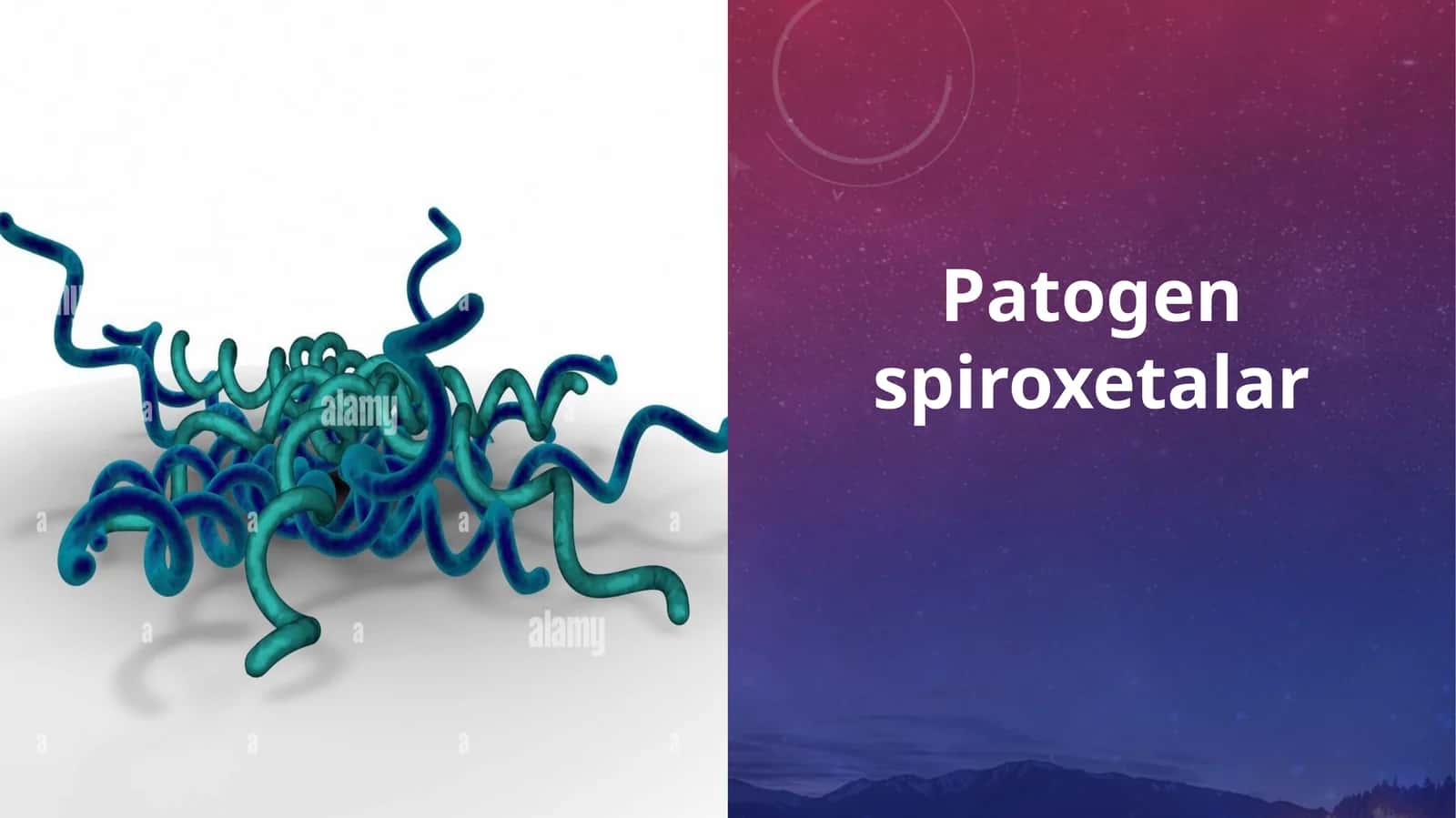 Patogen spiroxetalar