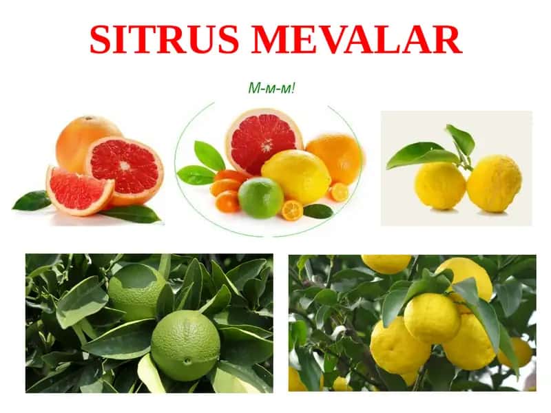 SITRUSMEVALAR