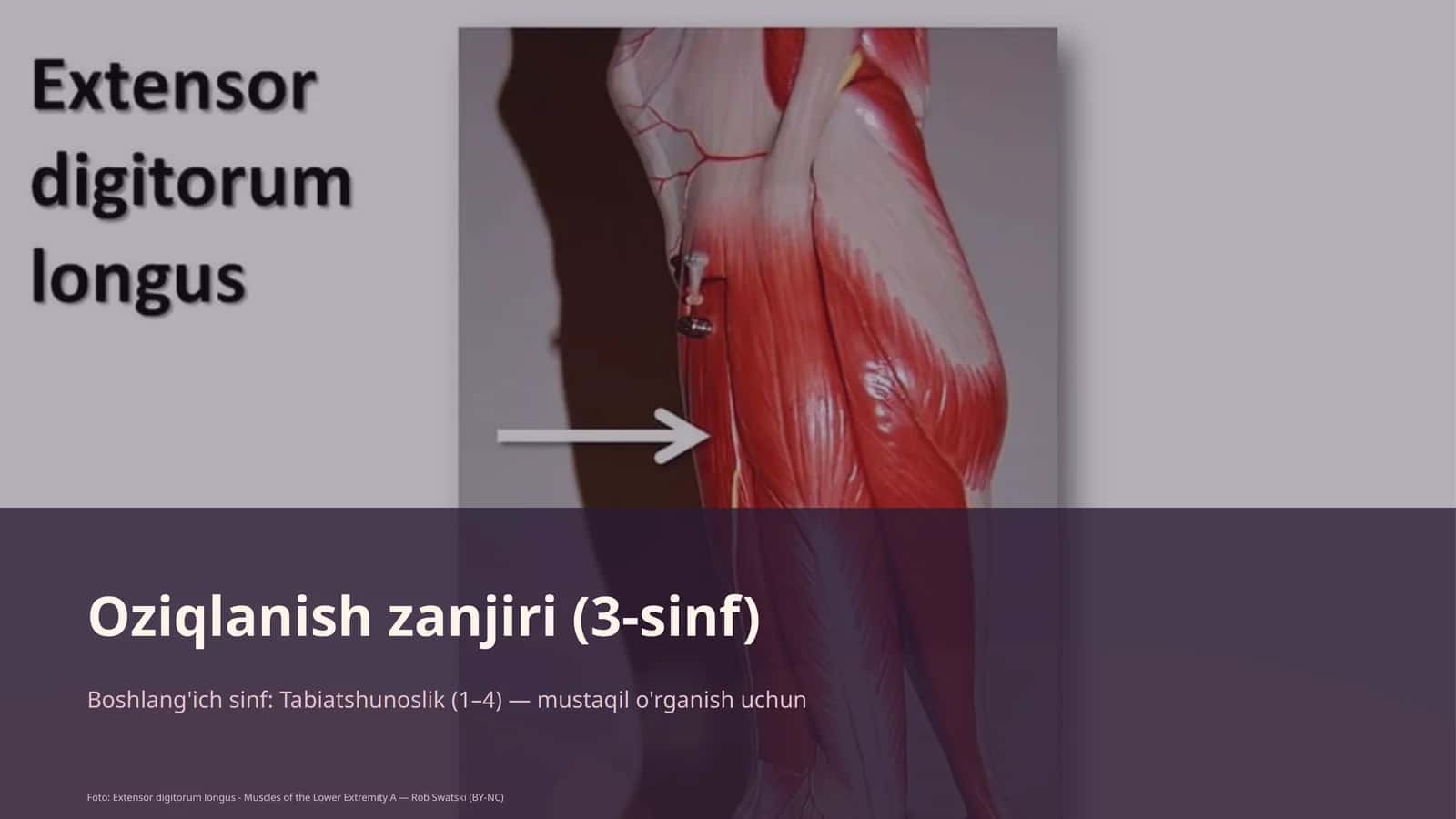 Oziqlanish zanjiri (3-sinf)
