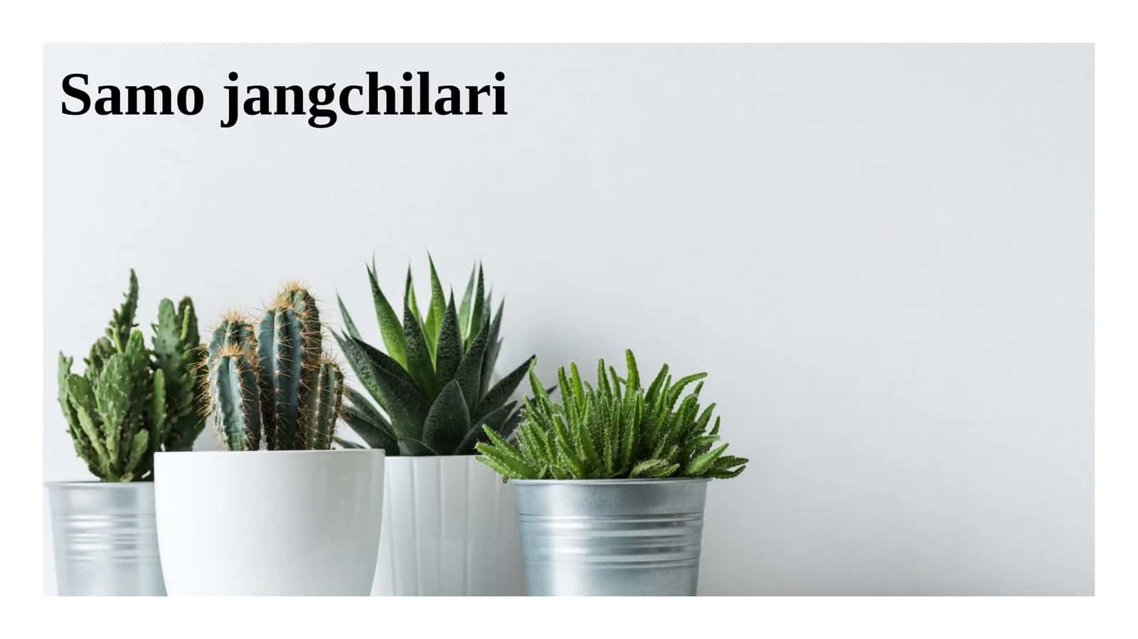 Samo jangchilari
