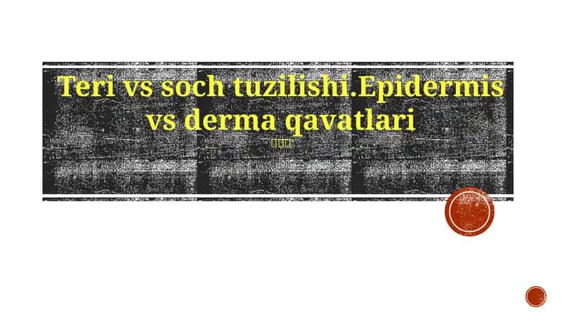Teri vs soch tuzilishi.Epidermis vs derma qavatlari