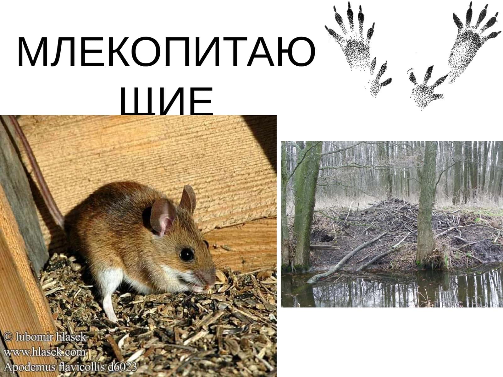 МЛЕКОПИТАЮЩИЕ