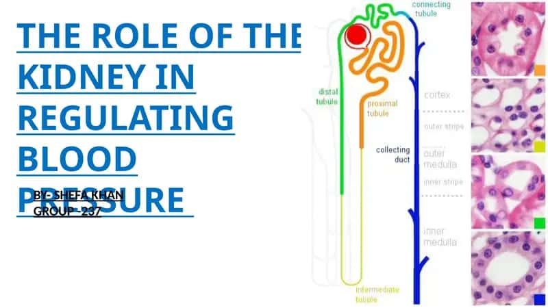 THE ROLE OF THE KIDNEY IN REGULATING BLOOD PRESSURE
