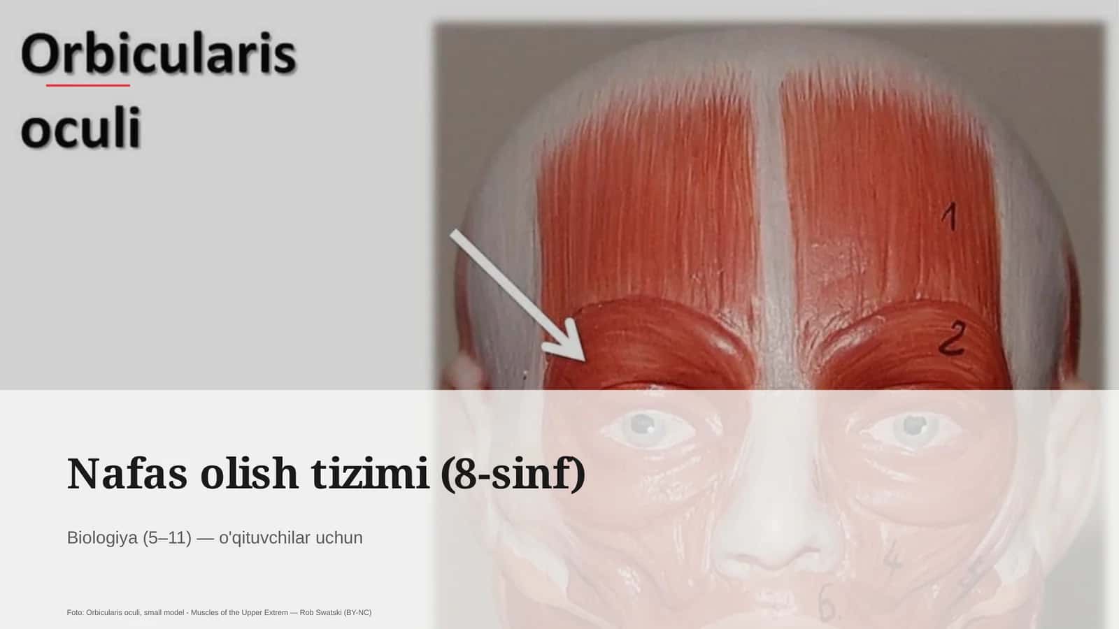 Nafas olish tizimi (8-sinf)