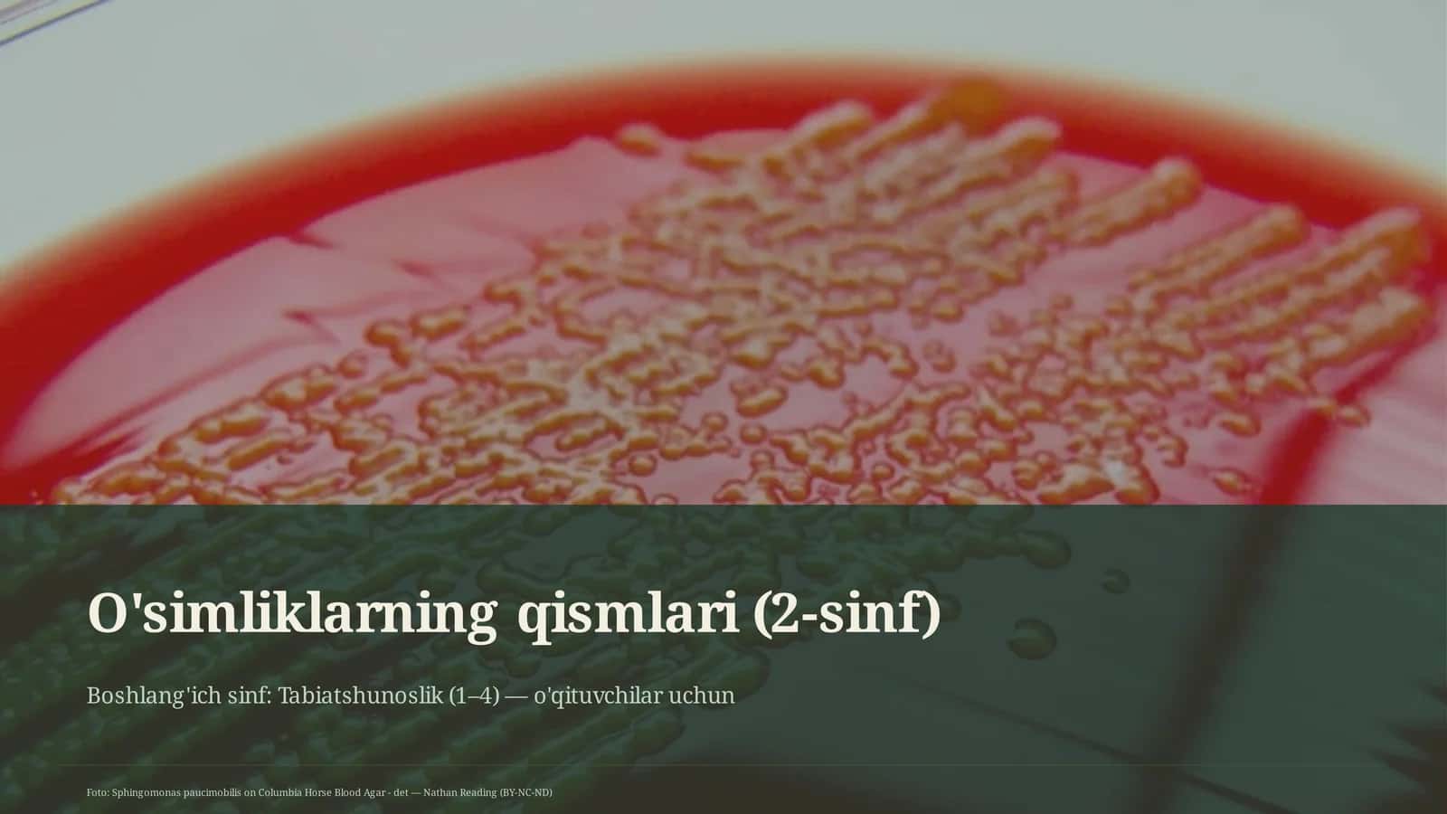 O'simliklarning qismlari (2-sinf)