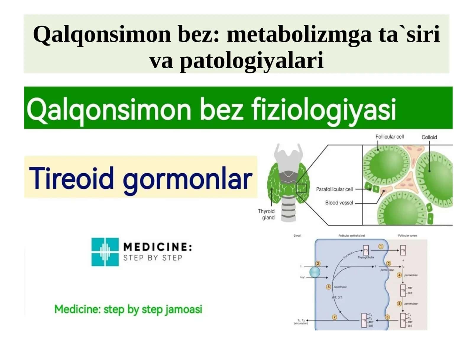 Qalqonsimonbez