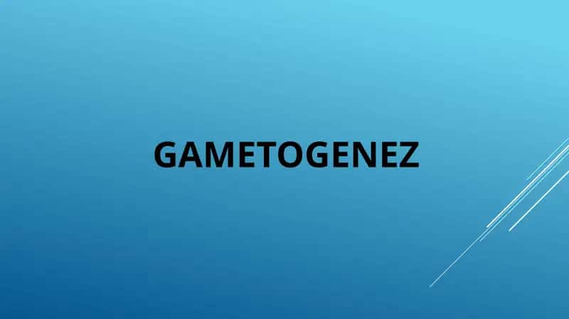 GAMETOGENEZ