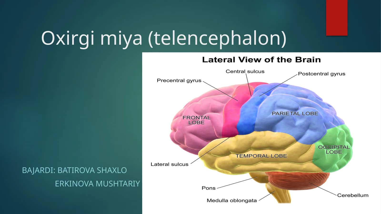 Oxirgi miya (telencephalon)
